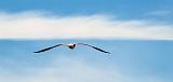 Gull In Flight_DSCF4695